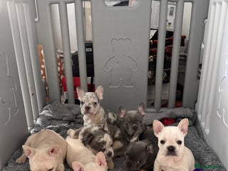 French Bulldog dogs French Bulldog Puppies For Sale😍‼️ - Advert 8
