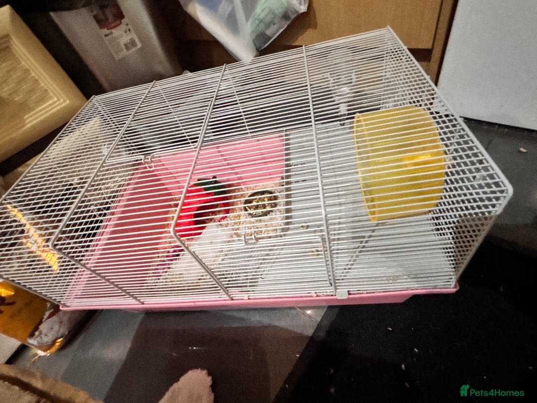 Hamster rodents for sale: 2 Russian dwarf for sale - Image 3