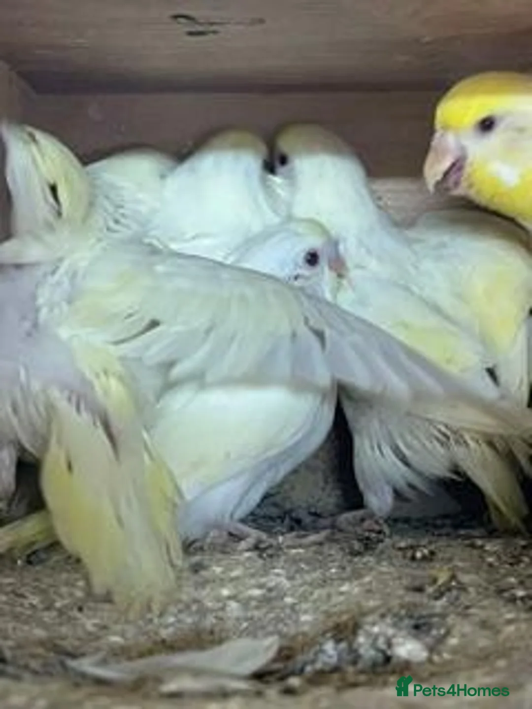 Mixed Breed birds for sale: baby budgies and zebra finches - Advert 4