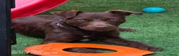 Patterdale Terrier dogs for sale: Bear the Patterdale  in Dukinfield - Advert 1