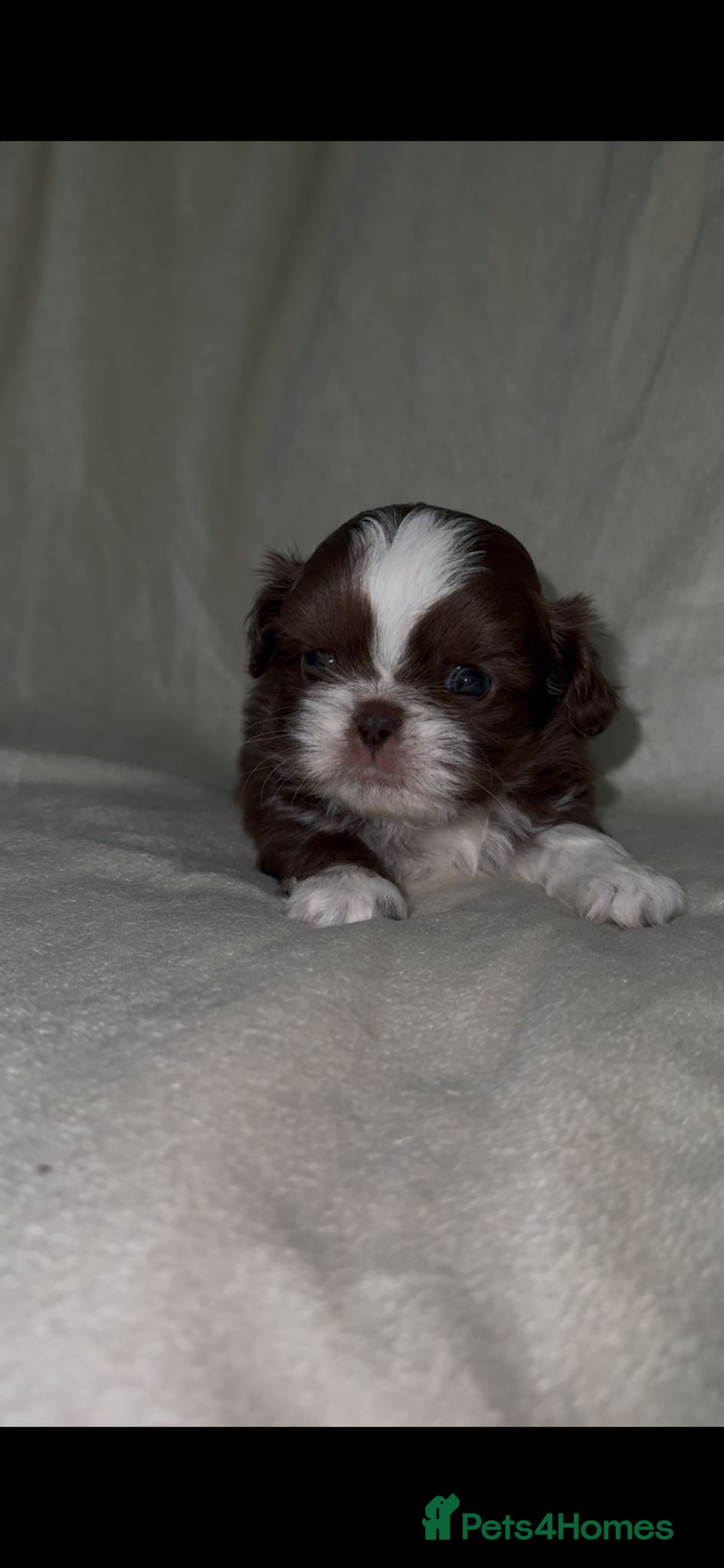 Shih Tzu dogs 🍫 LAST KC CHOC IMPERIAL SHIH TZU BOY LEFT 🍫 - Advert 4