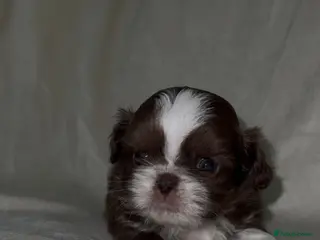 Shih Tzu dogs 🍫 LAST KC CHOC IMPERIAL SHIH TZU BOY LEFT 🍫 - Advert 7