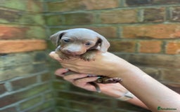 Miniature Dachshund dogs for sale: Stunning Mini Dachshund*1 LH Boy & 1 SH Girl left* - Image 16