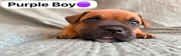 Staffordshire Bull Terrier dogs for sale: Stunning Red Staffordshire Bull Terrier Puppies - Advert 3