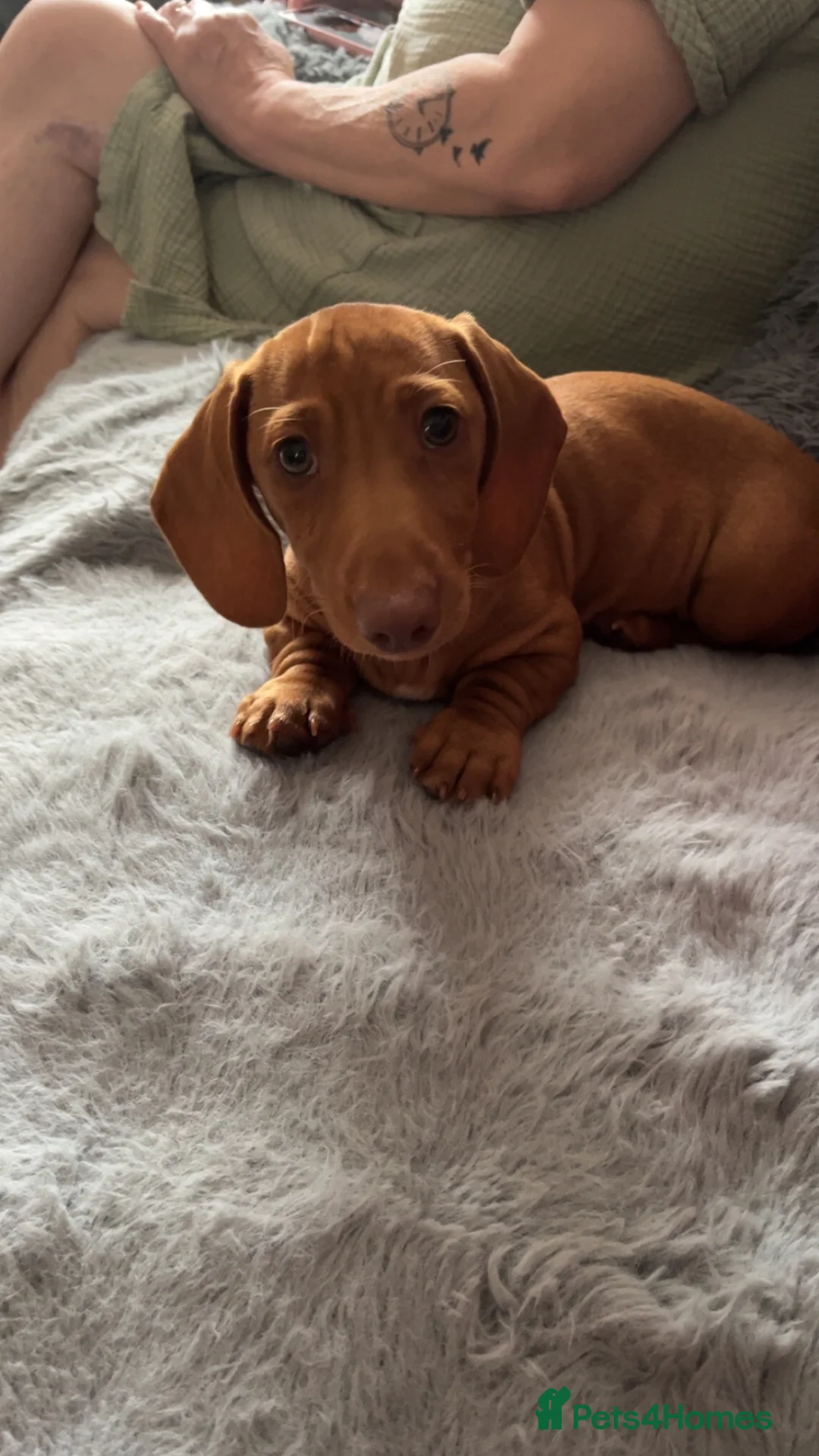 Miniature Dachshund dogs for sale: Mini dachshund  - Advert 2