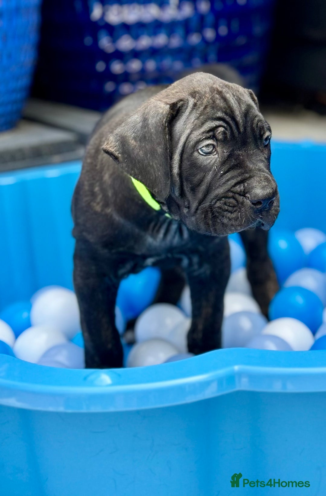 Mixed Breed dogs for sale: Last Four Mastiff pups available  - Image 20