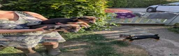 Jack Russell dogs for sale: Ready 10 weeks  Gorgeous bk & tan Jack Russel  - Advert 21
