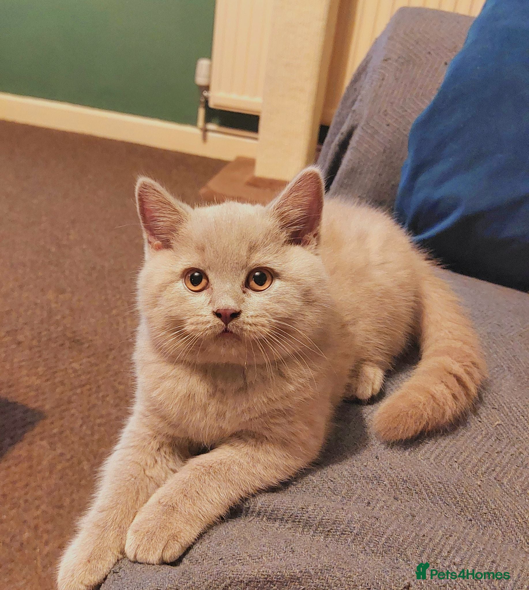 British Shorthair cats ⭐️ READY TO LEAVE ⭐️ British Shorthair Kittens ⭐️ - Advert 2