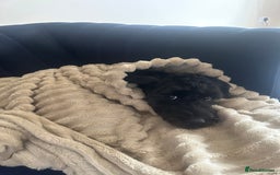 Cockapoo dogs for sale: Cockapoo for sale - Advert 7