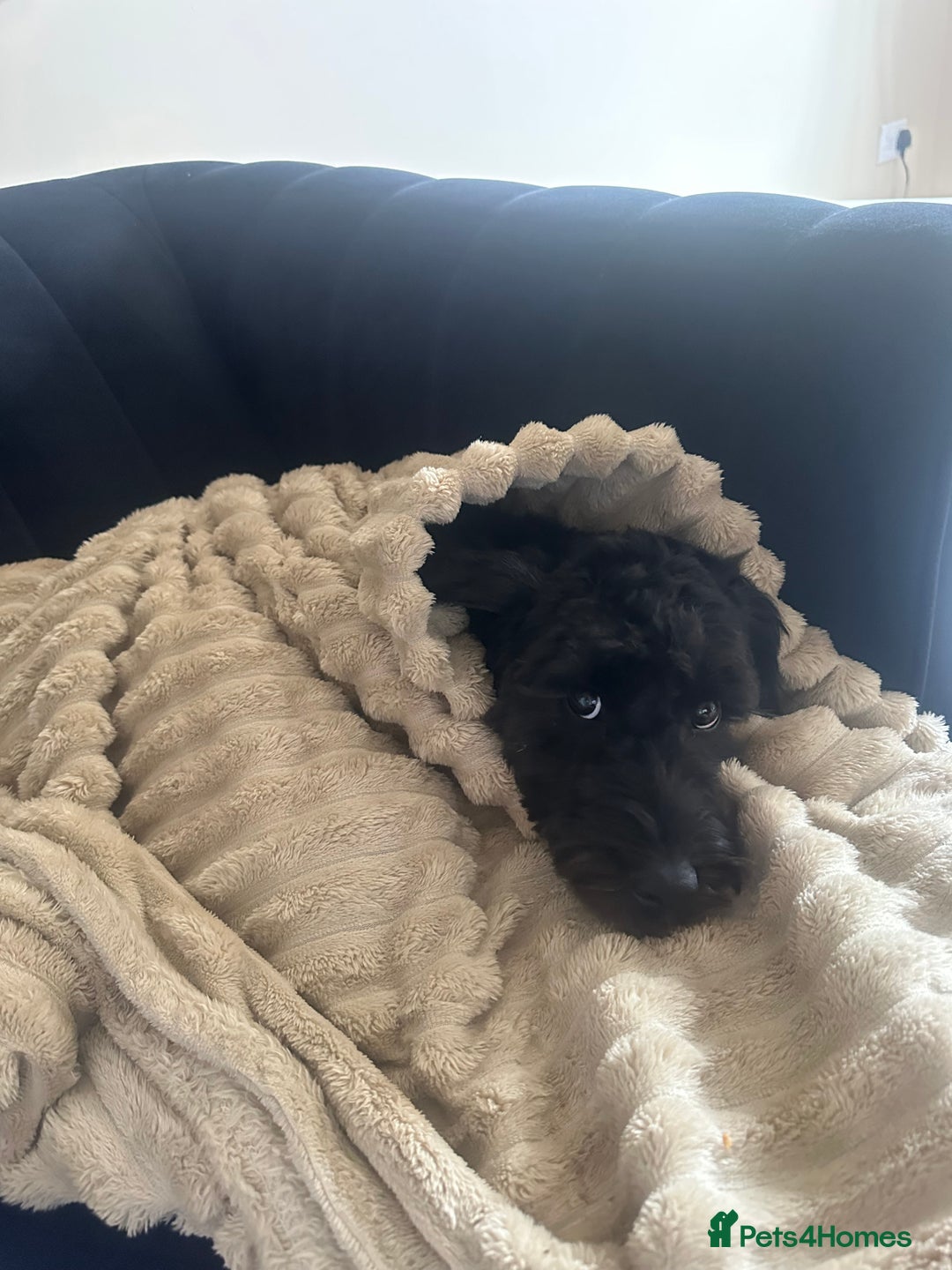 Cockapoo dogs for sale: Cockapoo for sale - Advert 7