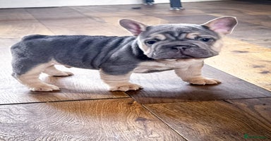 French Bulldog dogs - Advert 12