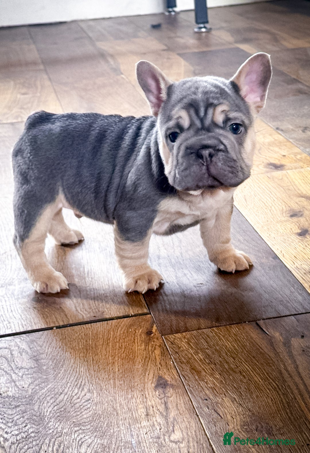 French Bulldog dogs for sale: Your next best friend  - Image 3