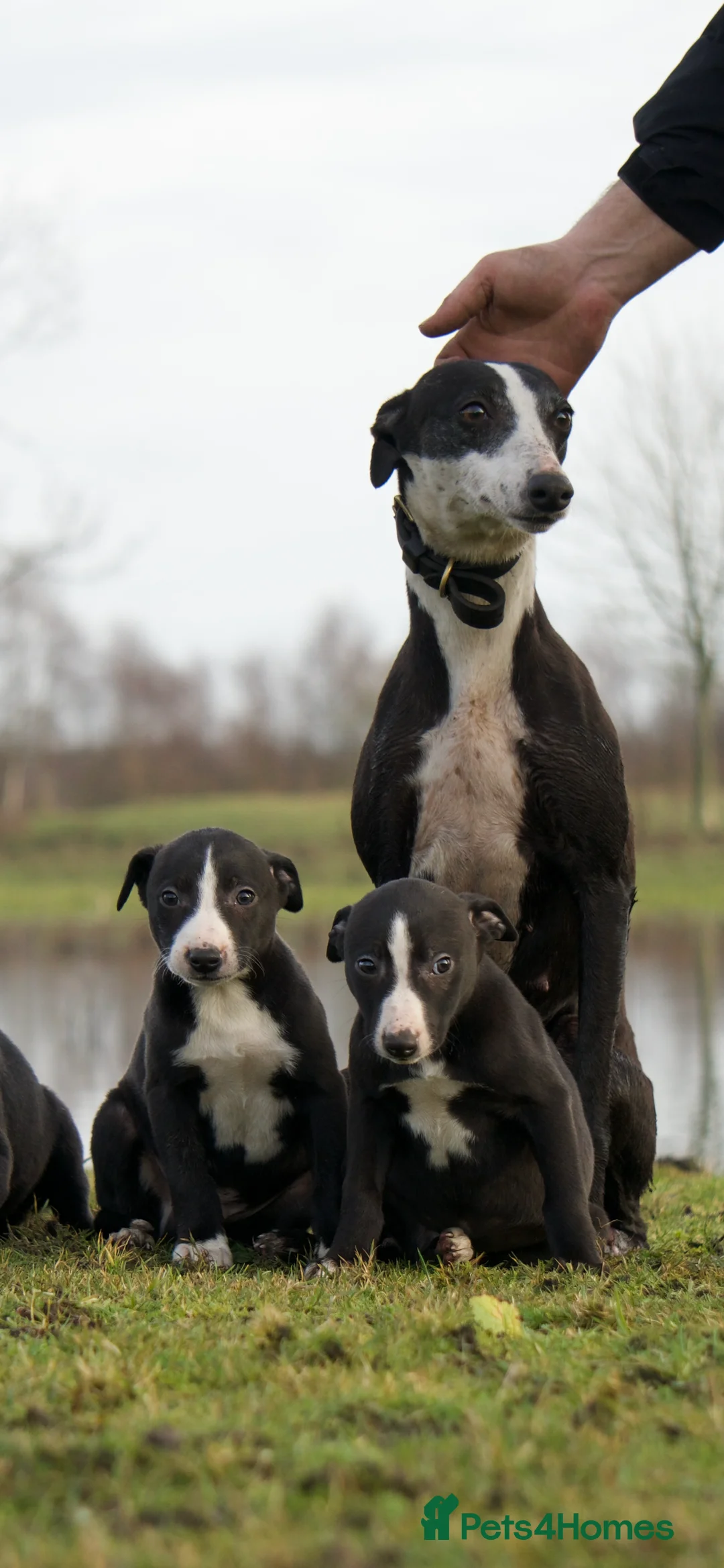 Mixed Breed dogs for sale: 🔥 Whippet Bull Wheaten Greyhound Puppies 🔥 - Advert 4