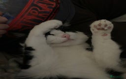 Domestic Shorthair cats for sale: Beans - Image 7