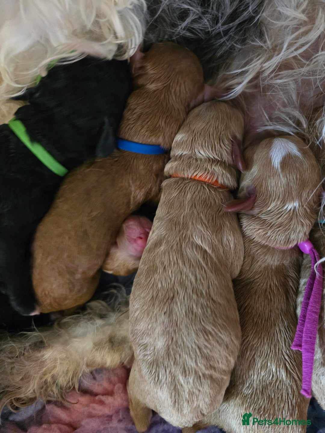 Cavapoo dogs for sale: Cavapoo F1B pups licensed Breeder/health tested  - Image 21