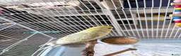 Budgerigars birds for sale: Female budgie with essentials included in Maidstone - Advert 2