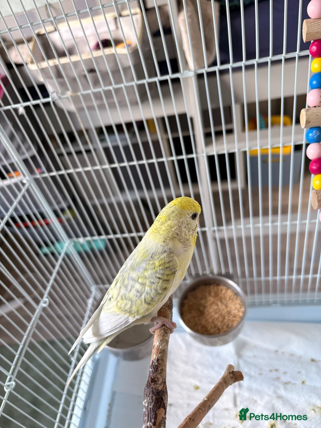 Budgerigars birds for sale: Female budgie with essentials included in Maidstone - Advert 2