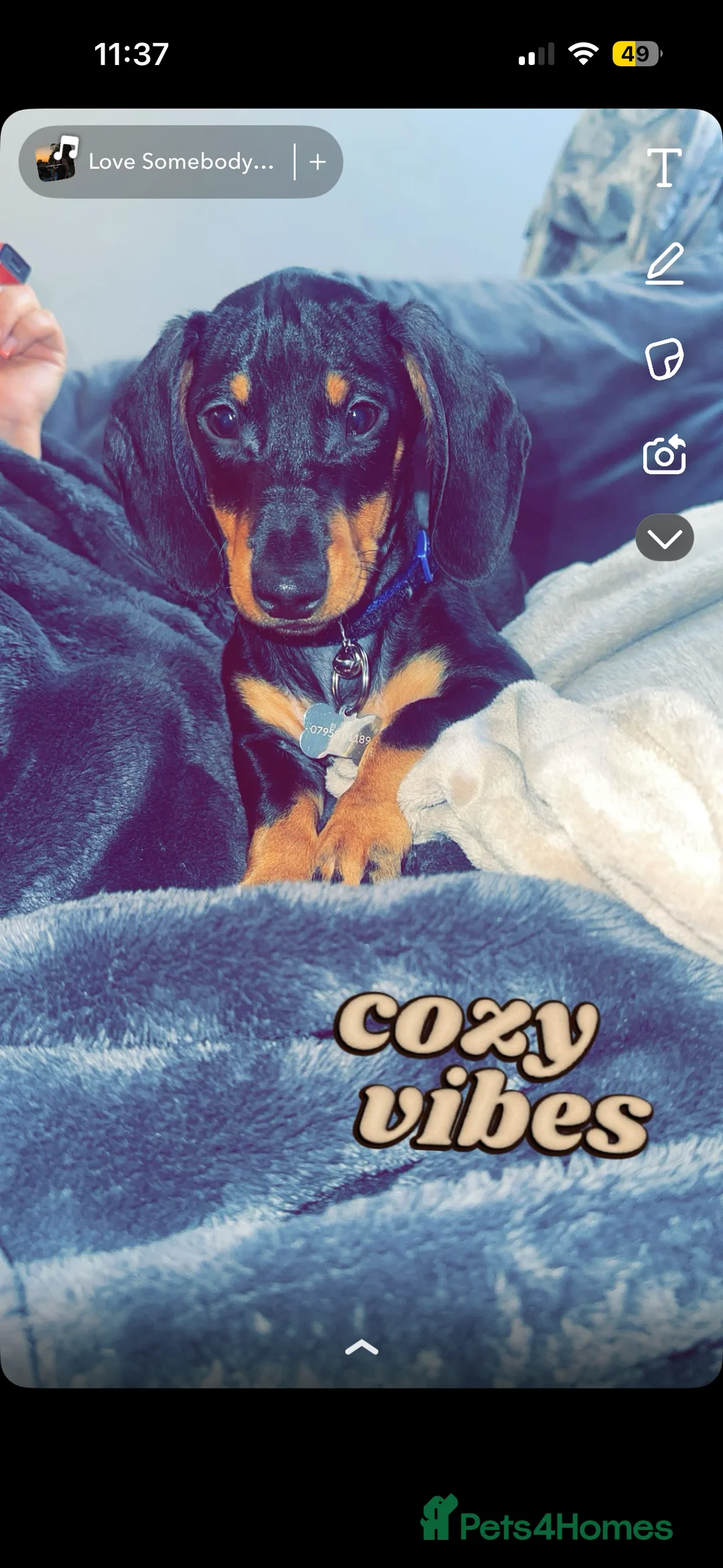 Miniature Dachshund dogs for sale: Mini dashound  - Advert 11