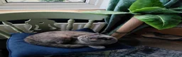 British Shorthair cats for sale: Two fantastic BSH pedigree sisters GCCF registered - Advert 5