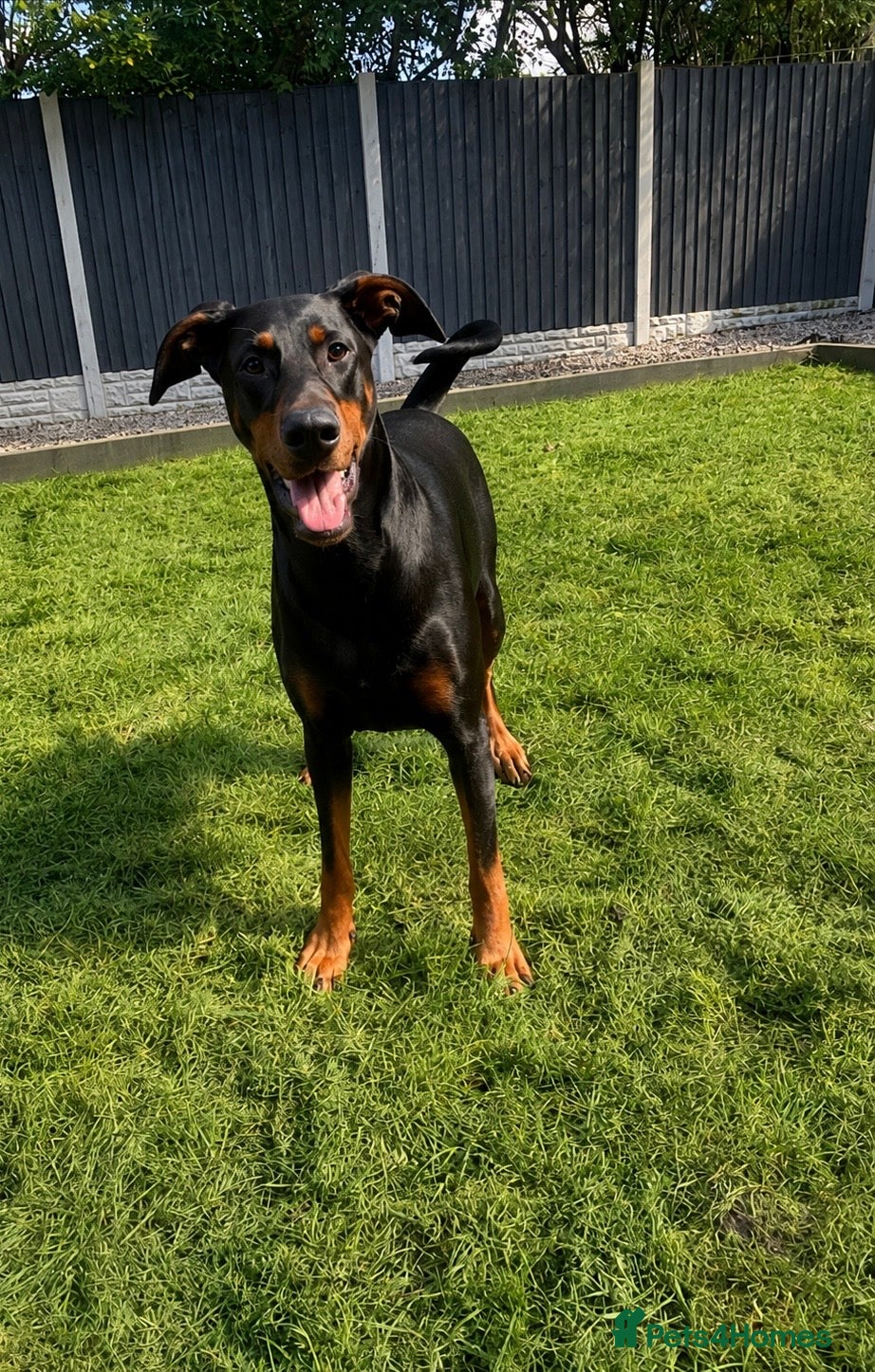 Dobermann dogs KC REGISTERED - DOBERMAN PUPPIES - Advert 1