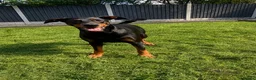 Dobermann dogs for sale: KC REGISTERED - DOBERMAN PUPPIES in Saint Helens - Advert 1