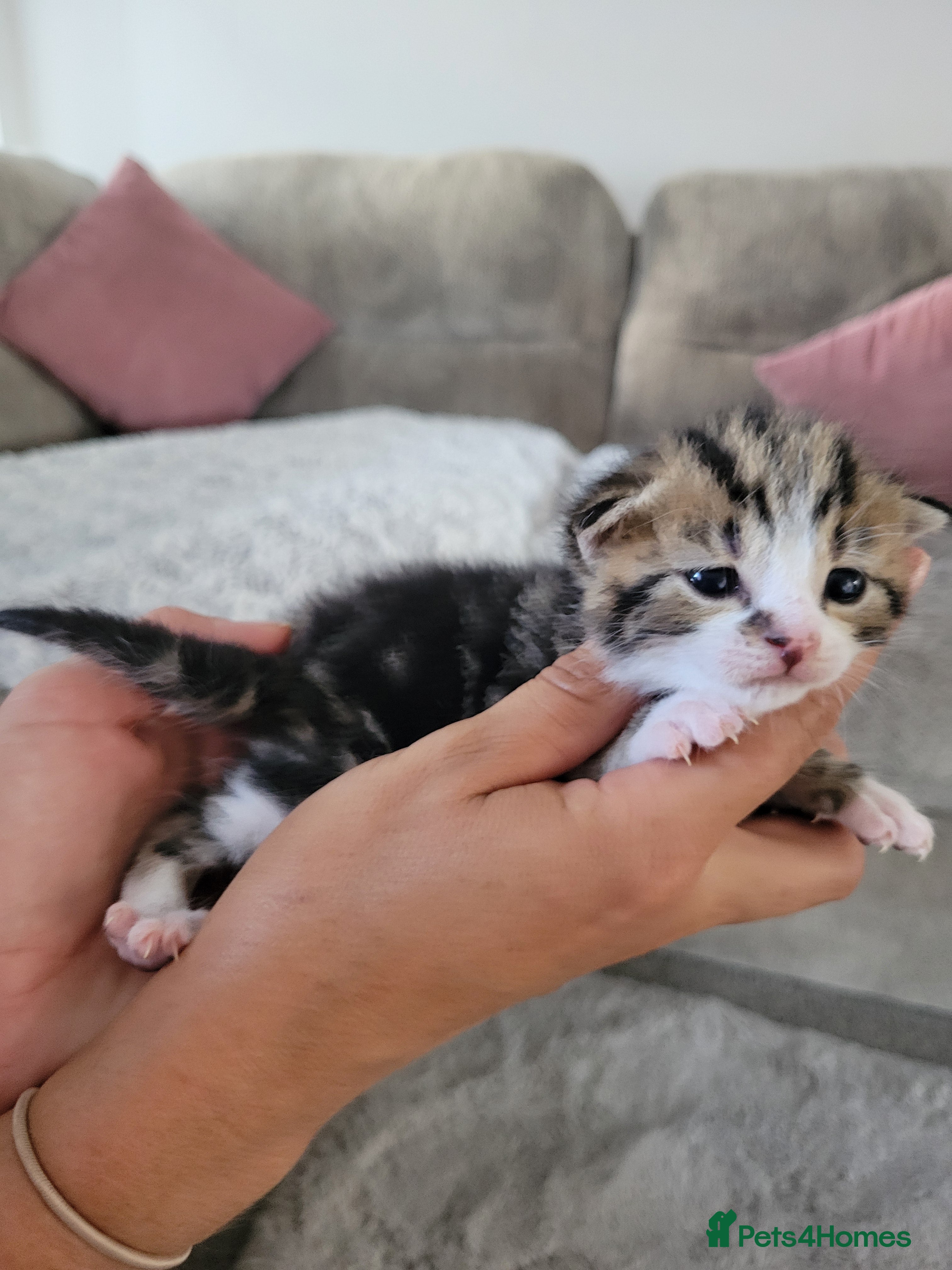 Mixed Breed cats Beautiful cross mainecoon kittens  - Advert 1