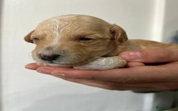 Cavapoochon dogs for sale: Merle Cavapoochon - (COCO) Last girl available  - Image 8