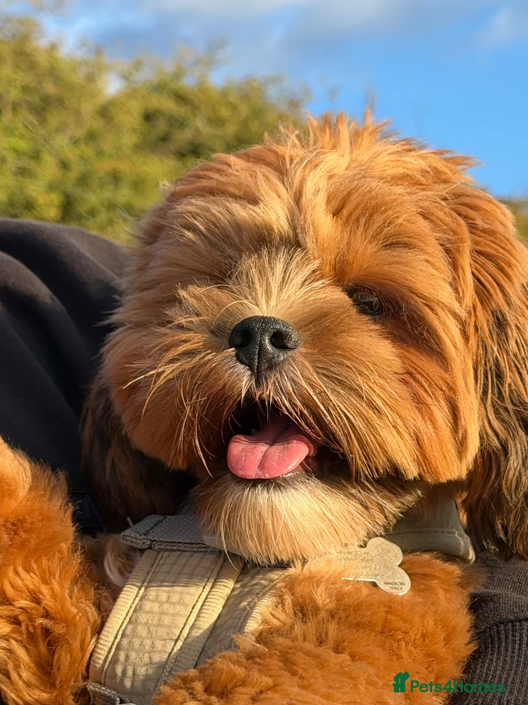 Shihpoo dogs for sale: My little mocha in London - Advert 2