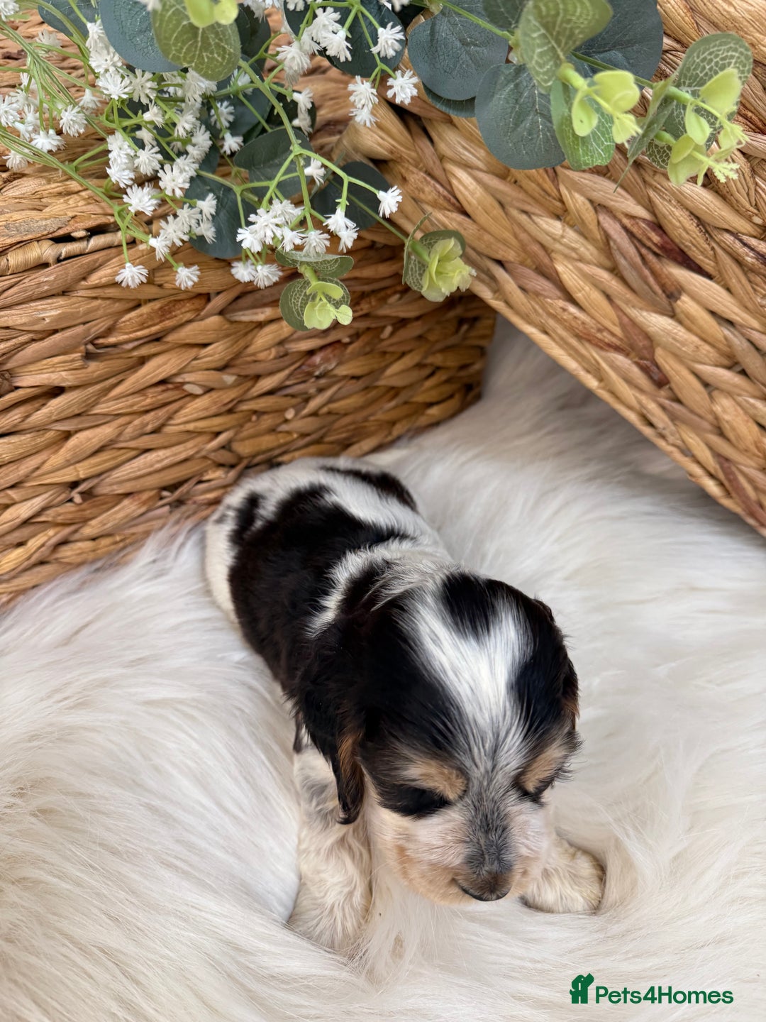 Cocker Spaniel dogs for sale: Quality Health Tested KC Reg Show cocker spaniels  - Advert 3