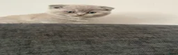 Scottish Fold cats for sale: Stunning Lilac Scottish Fold × BSH Kittens - Advert 20