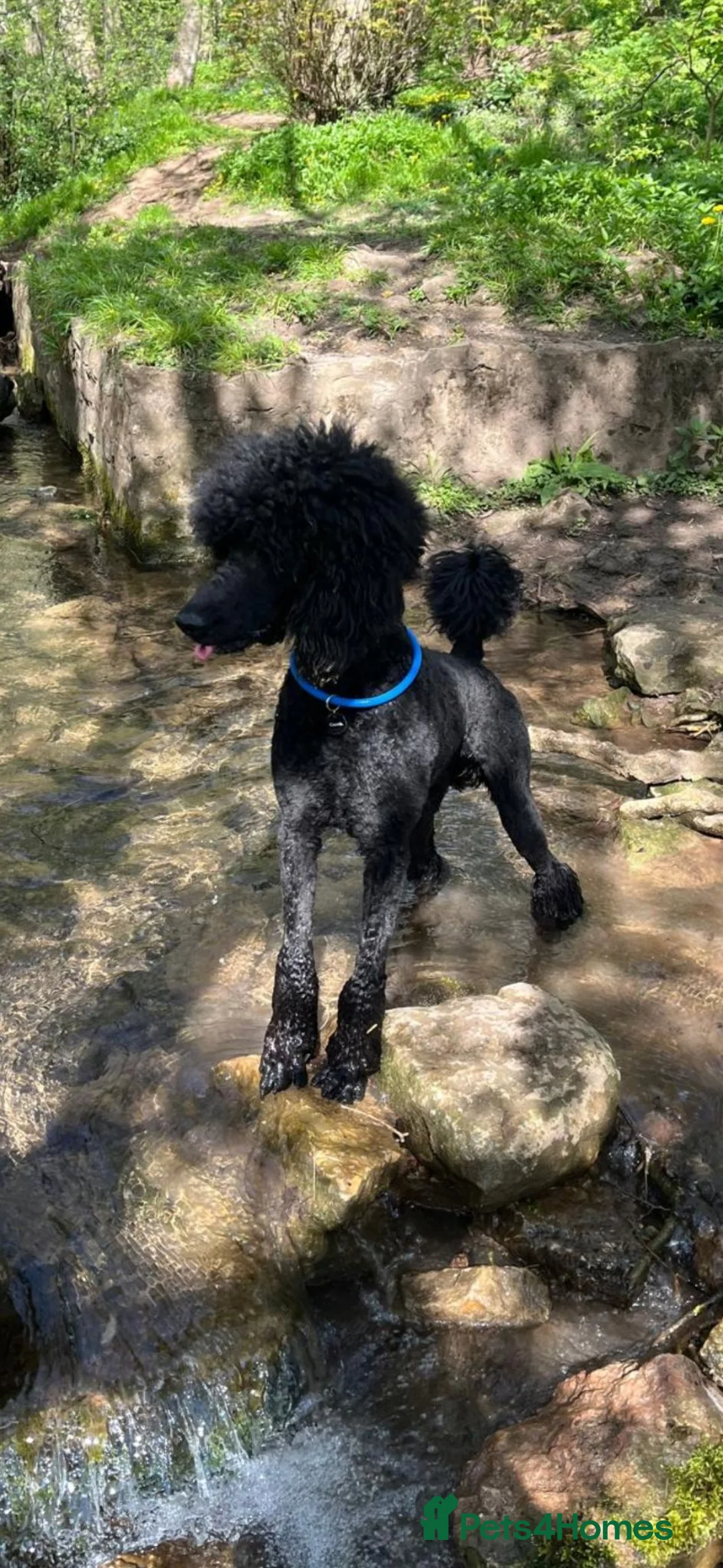 Standard Poodle dogs for stud: HANDSOME HUGO STANDARD POODLE  - Advert 2