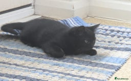 Domestic Shorthair cats for sale: Kind Homes Only – 4 Beautiful Healthy Kittens in Edgware - Image 36