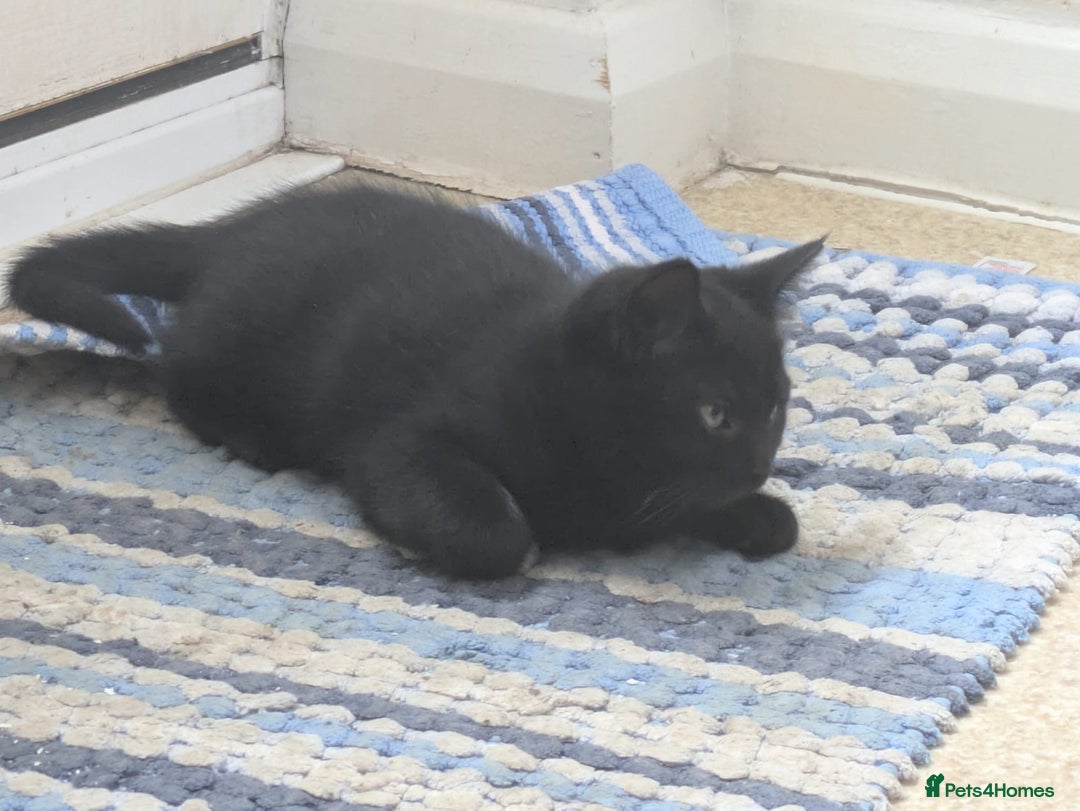 Domestic Shorthair cats for sale: Kind Homes Only – 4 Beautiful Healthy Kittens in Edgware - Image 36