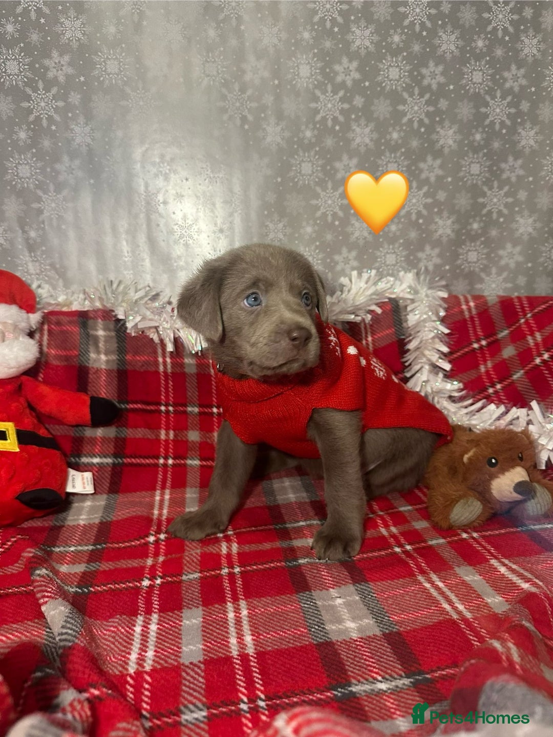 Labrador Retriever dogs for sale: !REDUCED! silver labrador's KC - Advert 8