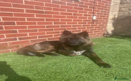 Mixed Breed dogs for sale: Female Akita for sale! - Image 1