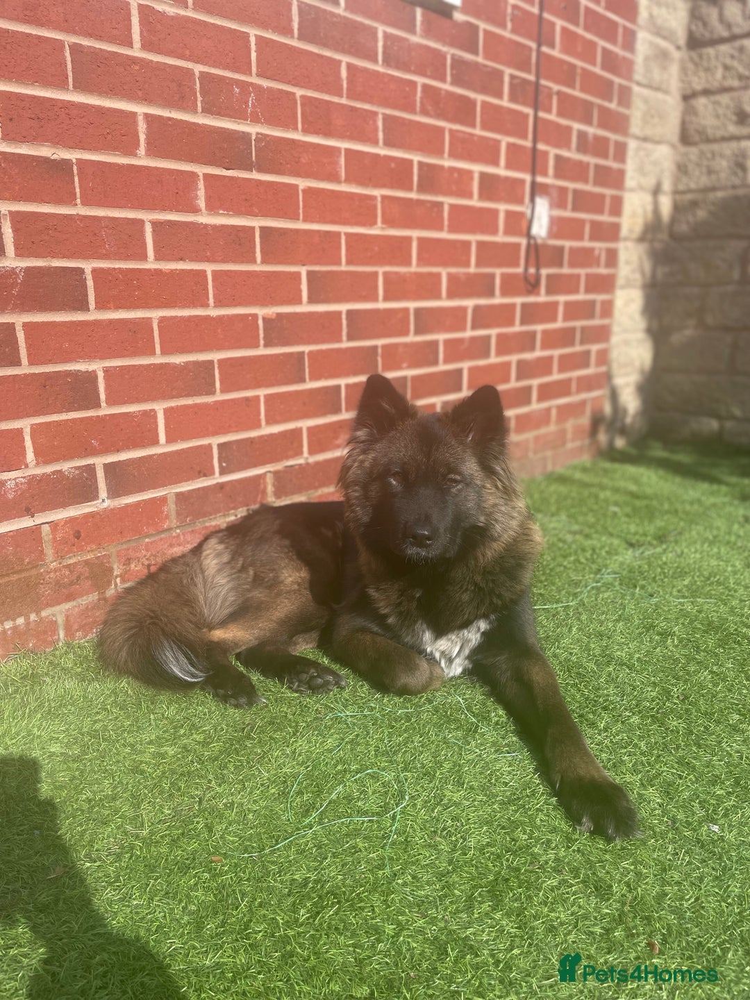 Mixed Breed dogs for sale: Female Akita for sale! - Image 1