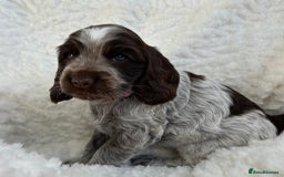 Cocker Spaniel dogs for sale: Chocolate roan show type cocker spaniels - Image 3