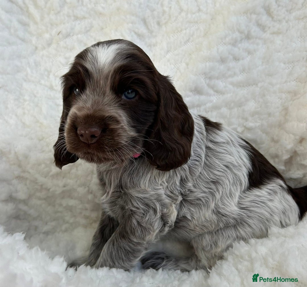 Cocker Spaniel dogs for sale: Chocolate roan show type cocker spaniels - Image 3