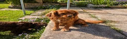 Cavalier King Charles Spaniel dogs for sale: 10 month old females kc health tested parents  - Advert 3