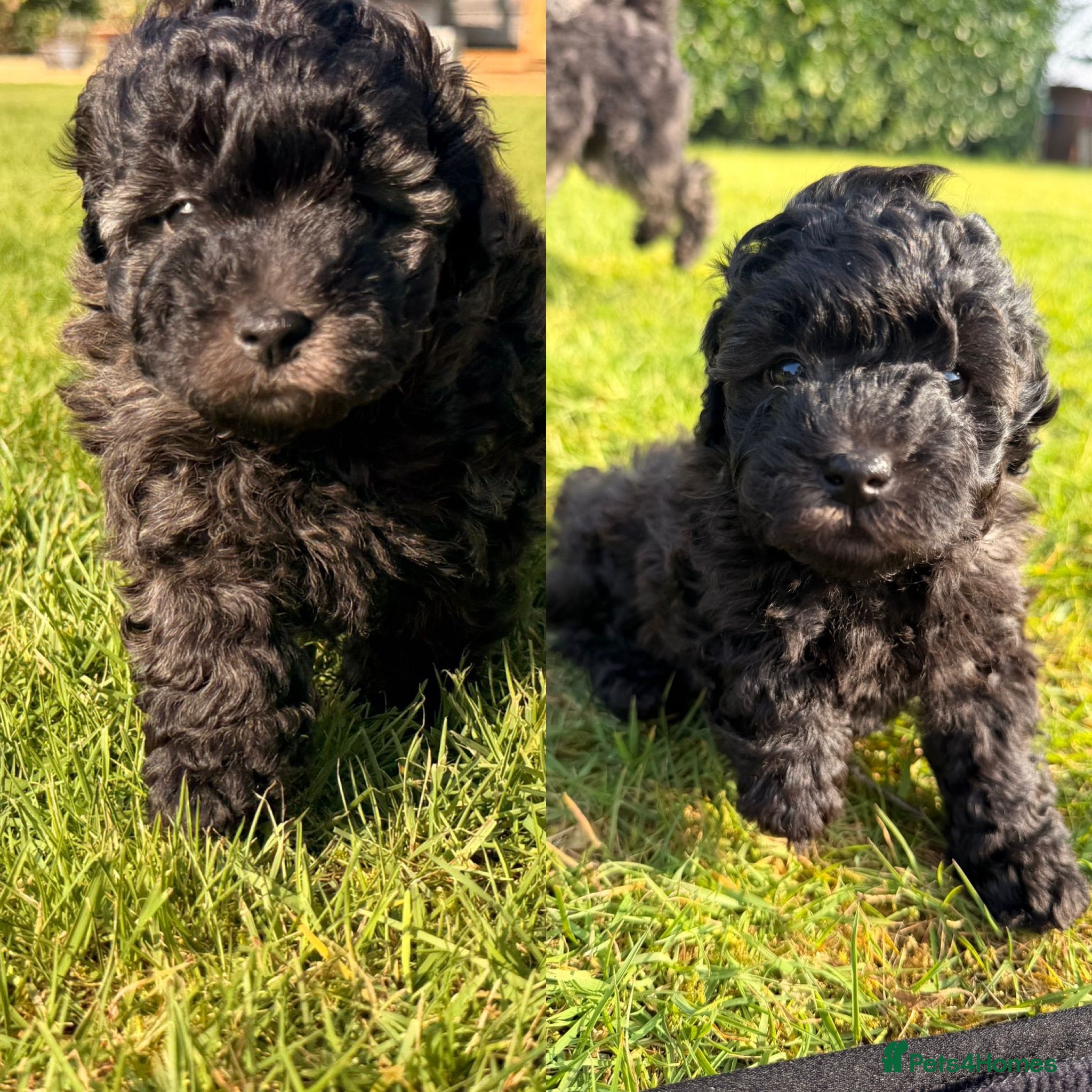 Cavapoochon dogs Gorgeous toy cavapoochons for sale - Advert 3