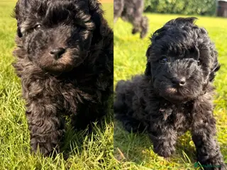 Cavapoochon dogs Gorgeous toy cavapoochons for sale - Advert 3