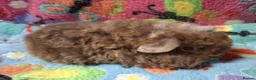 Guinea Pig rodents for sale: Baby Boars In Different Breeds  - Advert 20