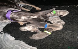 French Bulldog dogs for sale: French bulldog puppies for sale!!  - Image 3