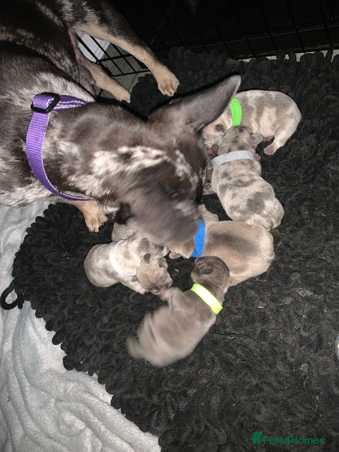 French Bulldog dogs for sale: French bulldog puppies for sale!!  - Image 3