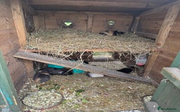 Guinea Pig rodents for sale: Guinea pigs  - Image 4