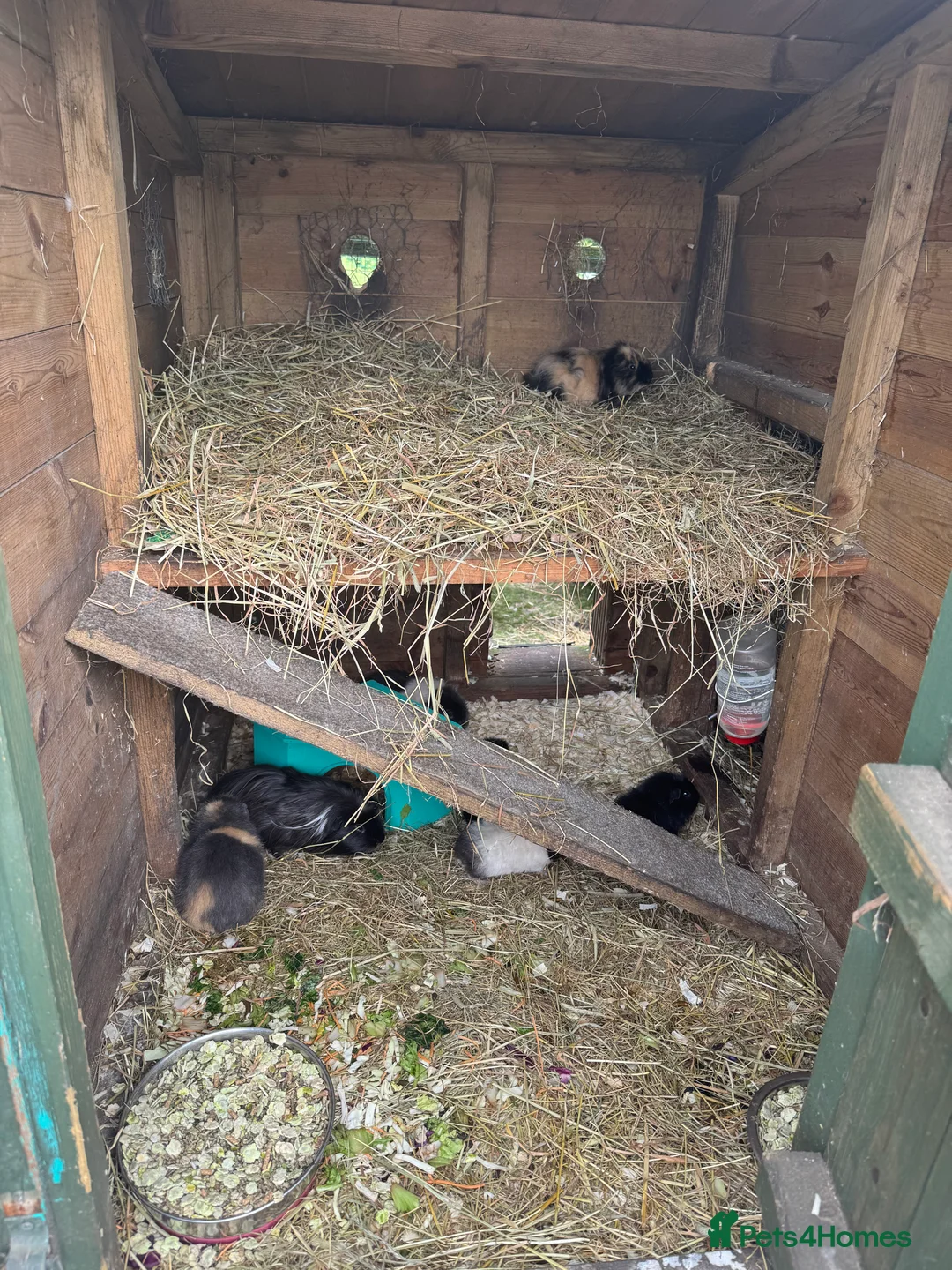 Guinea Pig rodents for sale: Guinea pigs  - Advert 4