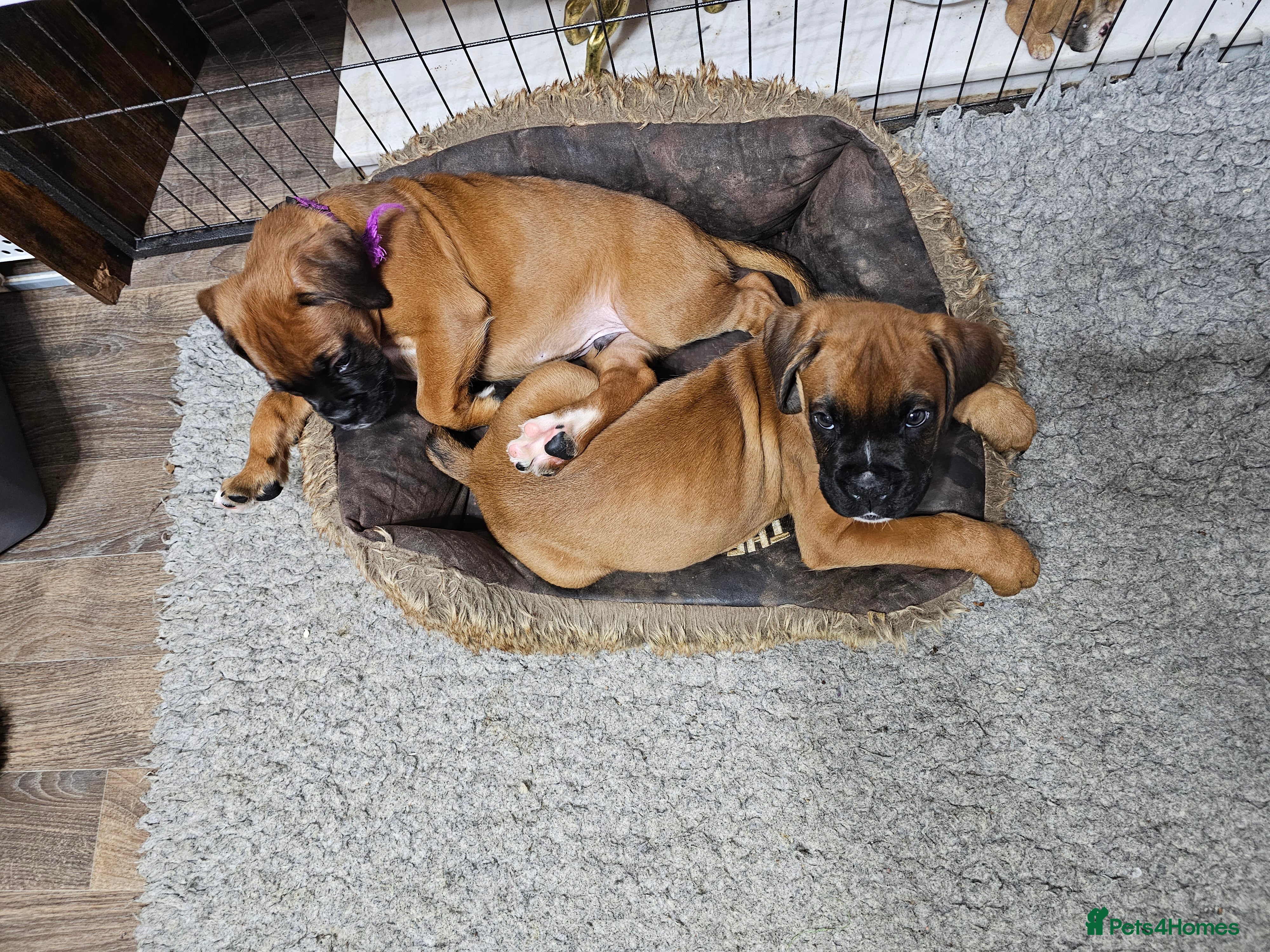 Boxer dogs BOXER PUPPIES FOR SALE  - Advert 5