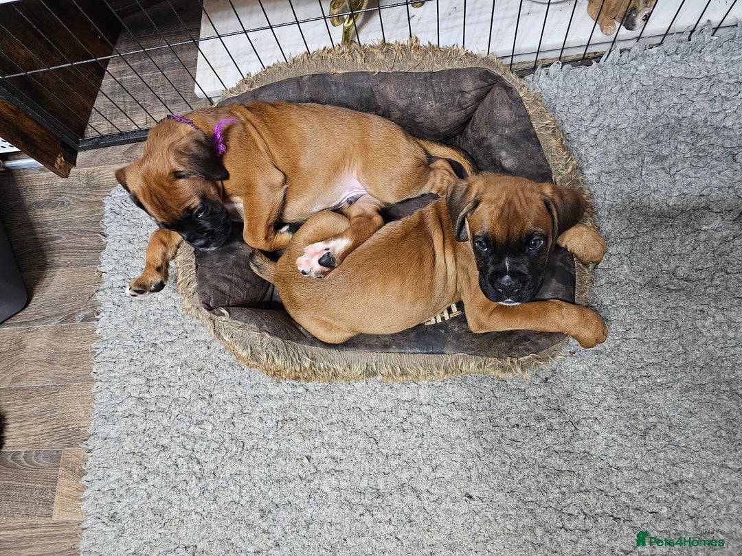 Boxer dogs for sale: BOXER PUPPIES FOR SALE  - Image 20