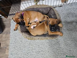 Boxer dogs BOXER PUPPIES FOR SALE - Advert 5