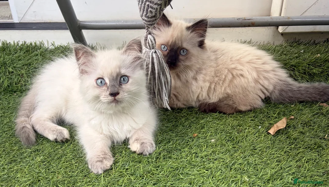 Ragdoll cats for sale: Cute ragdoll girls ready for their new home - Advert 1